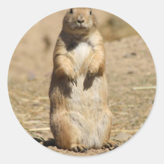 Adesivo Prairie Dog Sticker