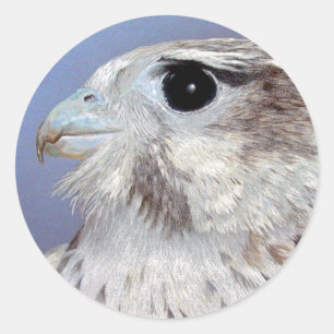 Adesivo Prairie Falcon