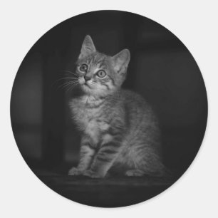Adesivo Precioso Kitten