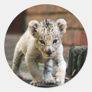 Adesivo Predador do leão do bebê