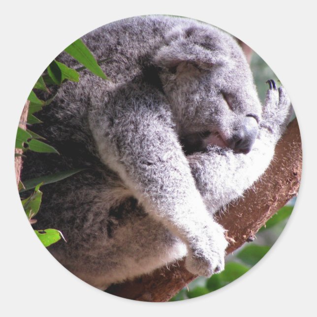 Adesivo Preguiçoso Koala Sticker (Frente)