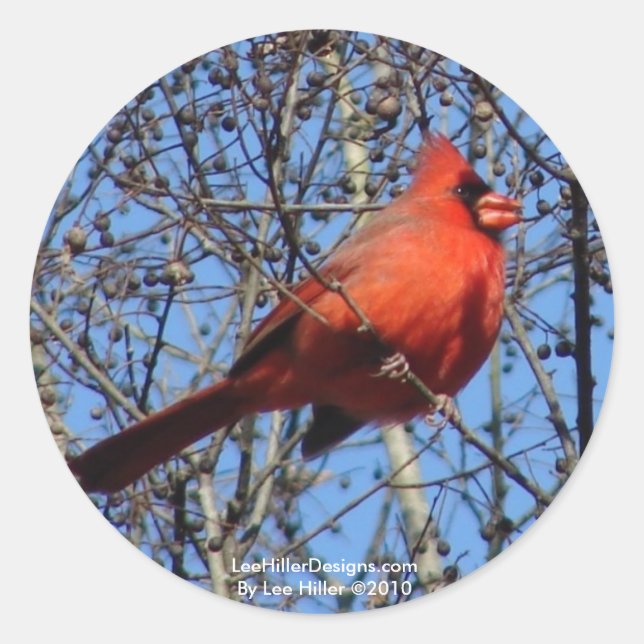 Adesivo Presentes Cardinais de Promenade de Montanha Quent (Frente)