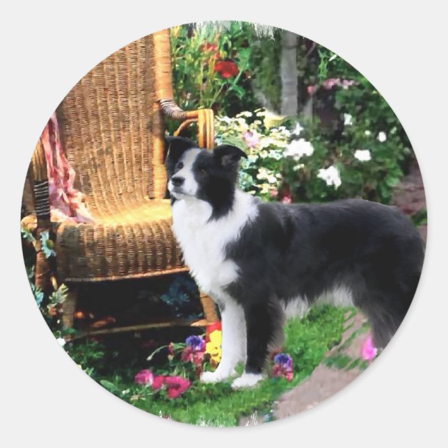 Adesivo Presentes de Arte de Collie de Borda (Frente)