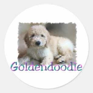 Adesivo Presentes de Goldendoodle Lovers