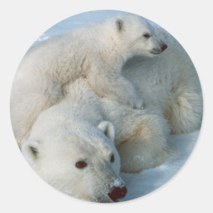Adesivo Presentes de Polar_bear_with_cub