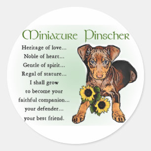 Adesivo Presentes Miniatura Pinscher