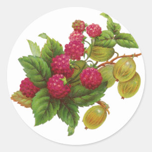 ADESIVO PRESERVAÇÃO DE FRUTAS VERMELHAS / RASPBERRIES