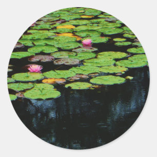 Adesivo preto no lótus rosa