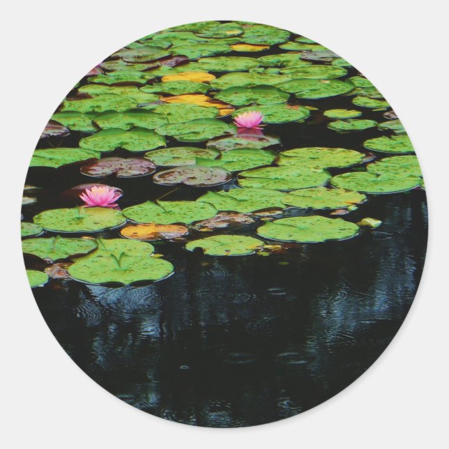 Adesivo preto no lótus rosa (Frente)