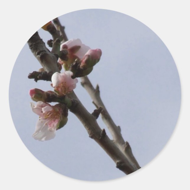 Adesivo Primavera (Frente)