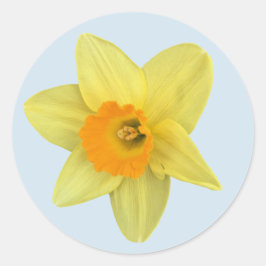 Adesivo Primavera amarelo Daffodil