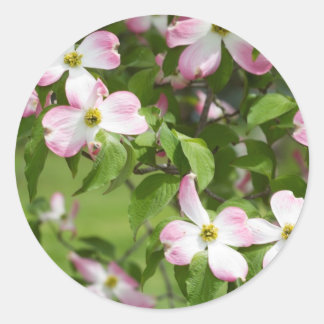 Adesivo Primavera Blooming Pink Dogwood Blossoms