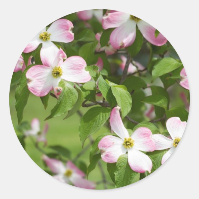 Adesivo Primavera Blooming Pink Dogwood Blossoms (Frente)