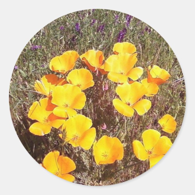 Adesivo Primavera ~ California Poppies (Frente)