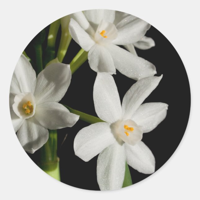 Adesivo Primavera De Flor Branca E Vinheta De Casamento (Frente)