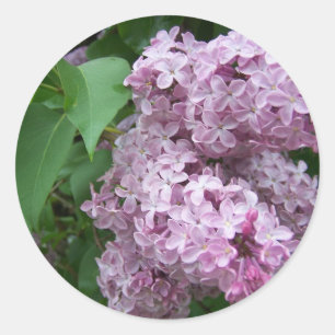Adesivo Primavera em Maine