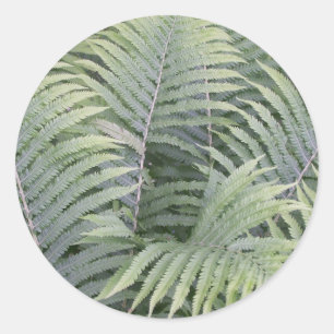 Adesivo Primavera em Maine