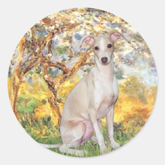 Adesivo Primavera - Galgo Italiano 5 (Frente)