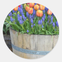 Primavera, impressão de plântula de laranja