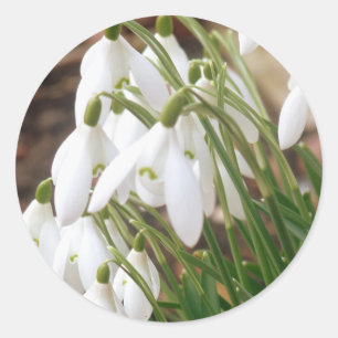 Adesivo Primavera impressionante Snowdrops