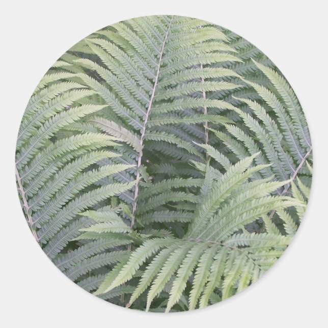 Adesivo Primavera in Maine (Frente)