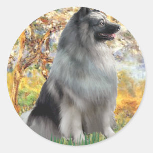 Adesivo Primavera - Keeshond