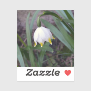 Adesivo Primavera Snowflake Leucojum vernum Flor