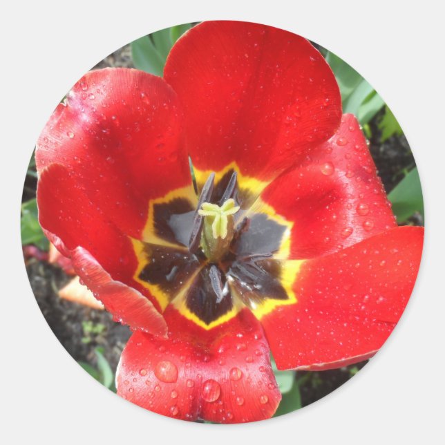 Adesivo Primavera Tulip (Frente)