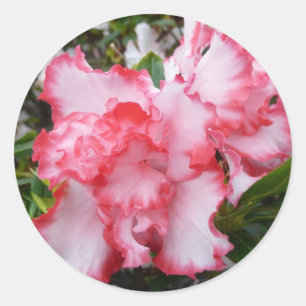 Adesivo Primavera vermelho e branco dobro das azáleas