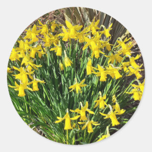 Adesivo Primavera Yellow Daffodils Stickers
