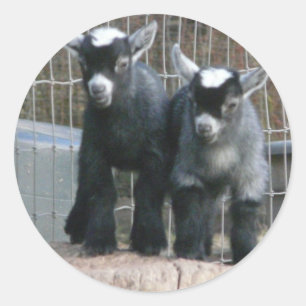 Adesivo Problemas duplos