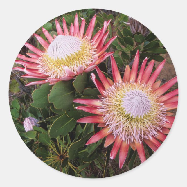 Adesivo Protea-rei (Protea Cynaroides), Helderberg (Frente)