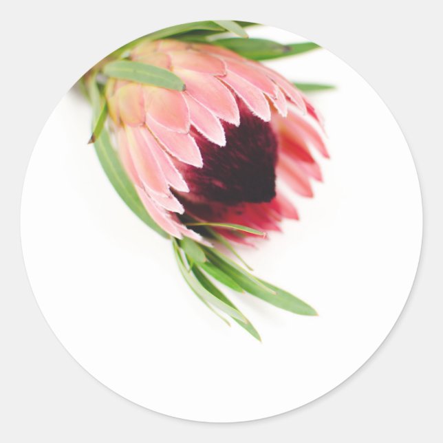 Adesivo Protea Sticker (Frente)