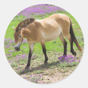 Adesivo Przewalski Horse