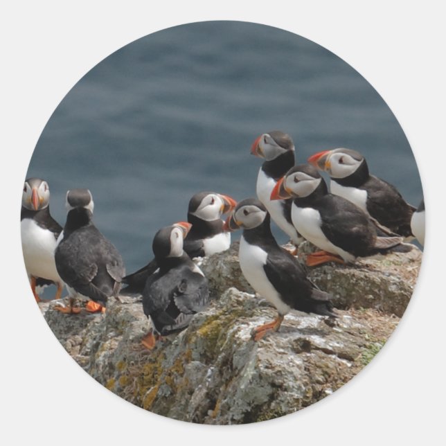 Adesivo Puffin (Frente)
