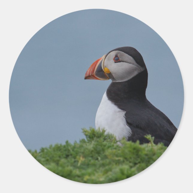 Adesivo Puffin de perfil (Frente)