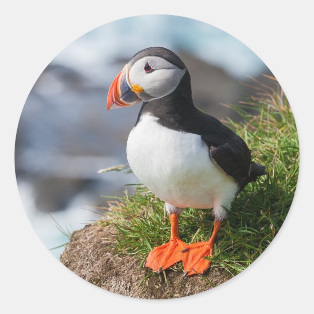 Adesivo Puffin Fratercula Arctica (Frente)