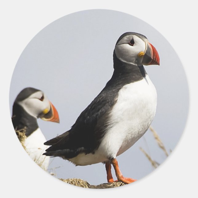 Adesivo Puffins (Frente)