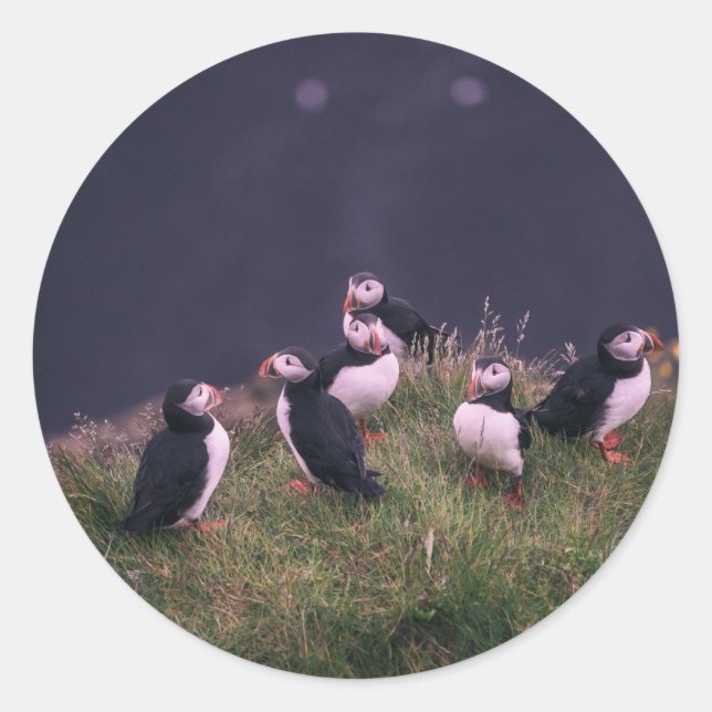 Adesivo Puffins Atlântico (Frente)