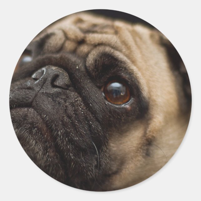 Adesivo Pug Adorável (Frente)