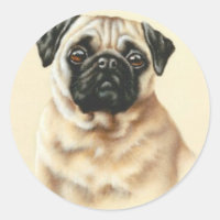 Pug Chinês