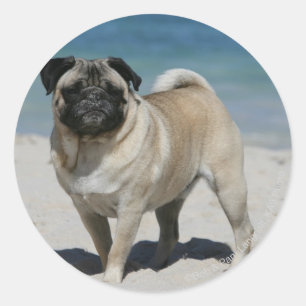 Adesivo Pug da jovem corça na praia