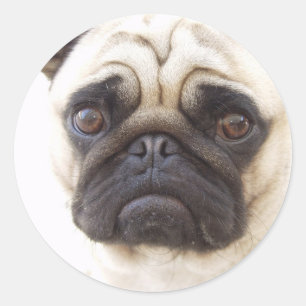 Adesivo Pug Dog Sticker