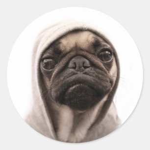 Adesivo Pug em um Hoodie