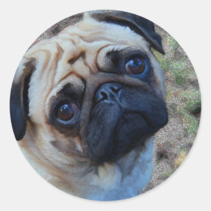 Adesivo Pug Esperançoso