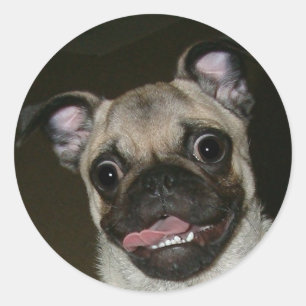 Adesivo Pug feliz