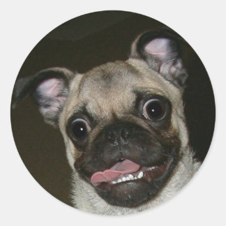 Adesivo Pug Feliz