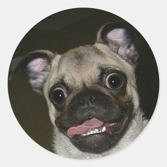 Adesivo Pug Feliz (Frente)