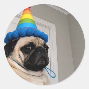 Adesivo Pug Mal-Humorado Usando Chapéu de Aniversário Arco