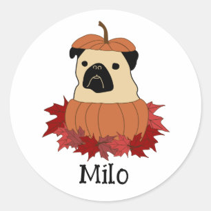 Adesivo Pug na abóbora